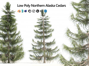 Nootka false cypress 3D Model