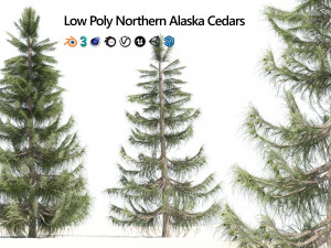 Nootka false cypress 3D Model
