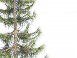 Nootka false cypress 3D Model
