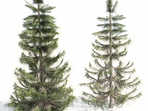 Nootka false cypress 3D Model