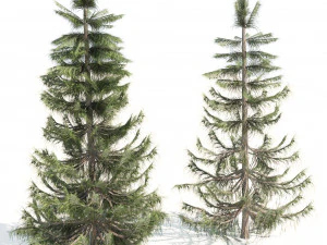 Nootka false cypress 3D Model
