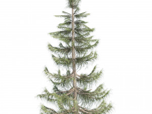 Nootka false cypress 3D Model