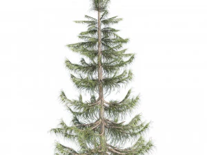 Nootka false cypress 3D Model