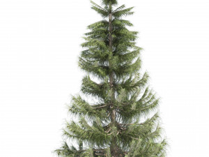 Nootka false cypress 3D Model