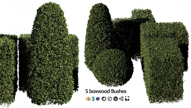5 boxwood Hedge Modello 3D .c4d .max .obj .3ds .fbx .stl .blend