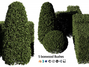 5 boxwood Hedge 3D 模型
