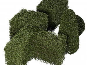 5 boxwood Hedge 3D Model