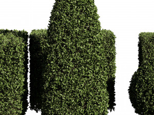 5 boxwood Hedge Modello 3D