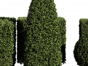 5 boxwood Hedge 3D Model