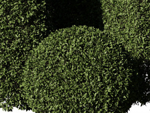 5 boxwood Hedge Modello 3D