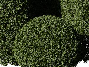 5 boxwood Hedge 3D Model