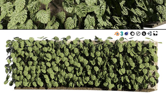 Swiss Cheese Plant Climber Greenwall Modelo 3D .c4d .max .obj .3ds .fbx .stl .blend 