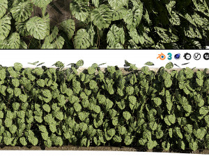Swiss Cheese Plant Climber Greenwall  3D Model