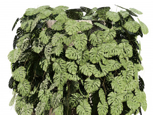 Swiss Cheese Plant Climber Greenwall Modelo 3D