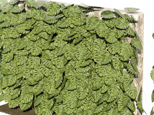 Swiss Cheese Plant Climber Greenwall Modelo 3D