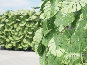 Swiss Cheese Plant Climber Greenwall Modelo 3D