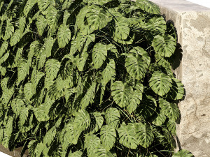 Swiss Cheese Plant Climber Greenwall Modelo 3D