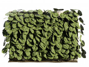 Swiss Cheese Plant Climber Greenwall Modelo 3D