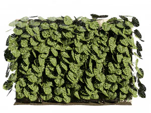 Pianta rampicante svizzera Greenwall Modello 3D