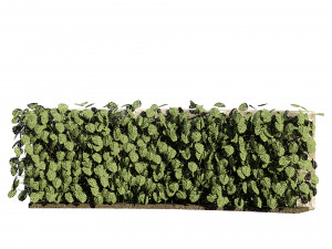 Swiss Cheese Plant Climber Greenwall Modelo 3D