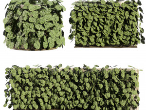 Swiss Cheese Plant Climber Greenwall Modelo 3D