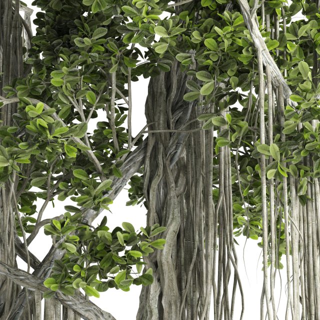 Ficus Bonsai decoration tree Model 3D .c4d .max .obj .3ds .fbx .stl .blend 