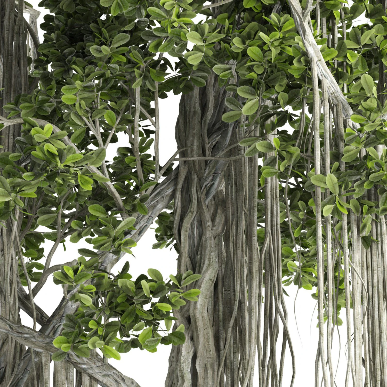 Ficus Bonsai decoration tree 3D Model .c4d .max .obj .3ds .fbx .stl .blend 