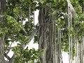 Ficus Bonsai decoration tree 3D Model
