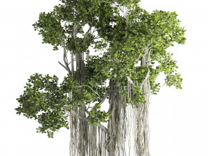 Ficus Bonsai decoration tree Model 3D