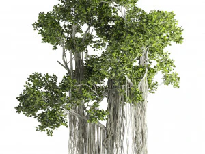 Ficus Bonsai decoration tree 3D Model