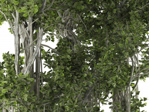 Ficus Bonsai decoration tree Model 3D