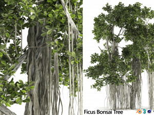 Ficus Bonsai decoration tree Model 3D