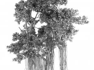 Ficus Bonsai decoration tree 3D Model