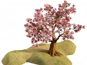 Flowering cherry trees 3D Model