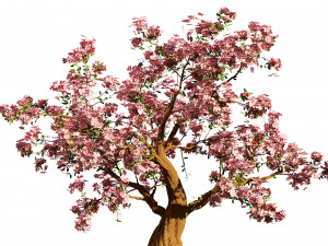 Flowering cherry trees Modello 3D
