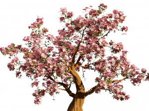 Flowering cherry trees 3D Model