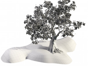 Flowering cherry trees Modello 3D