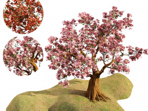 Flowering cherry trees Modello 3D