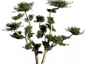 2 olive trees types for indoor and garden 3D Model
