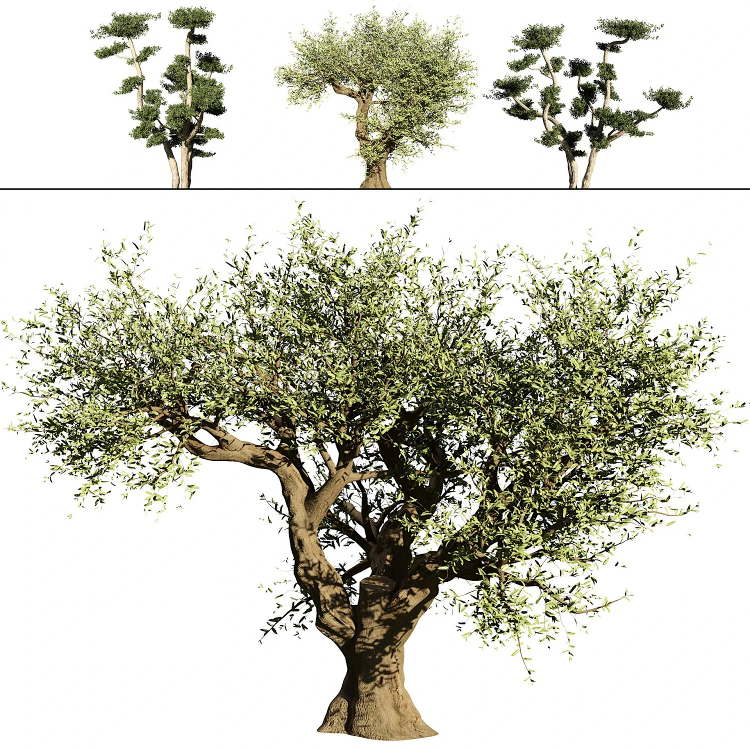 2 olive trees types for indoor and garden 3D Model .c4d .max .obj .3ds .fbx .stl .blend 