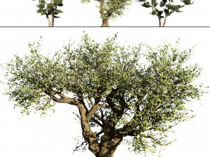 2 olive trees types for indoor and garden 3D मॉडल