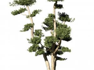 2 olive trees types for indoor and garden 3D Model