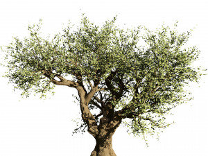2 olive trees types for indoor and garden 3Dモデル