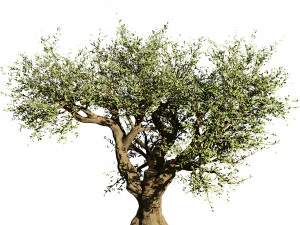 2 olive trees types for indoor and garden 3D Model