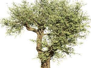 2 olive trees types for indoor and garden 3Dモデル