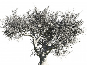 2 olive trees types for indoor and garden 3Dモデル