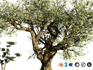 2 olive trees types for indoor and garden 3Dモデル