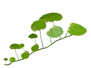 17 Stylized Game Ready Forest Assets 3D 模型