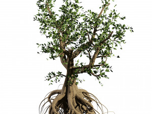 Spooky Witch trees Modelo 3D