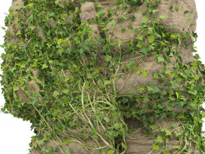 담쟁이덩굴로 뒤덮인 바위 3D 모델